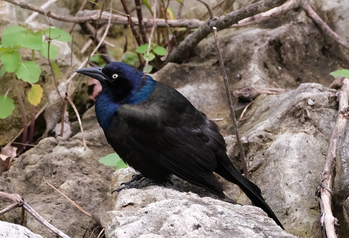 Common Grackle - Steve Wagner