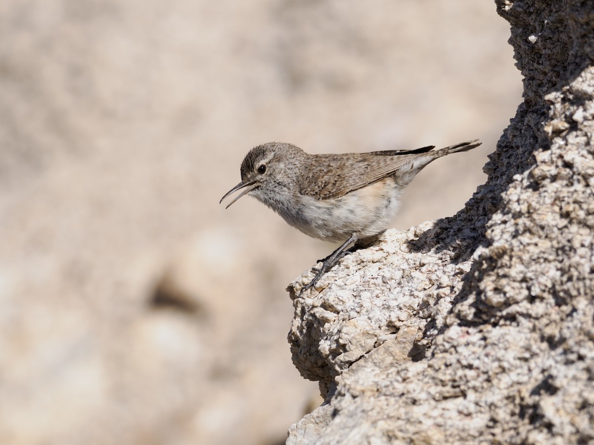 Rock Wren - Nick Athanas