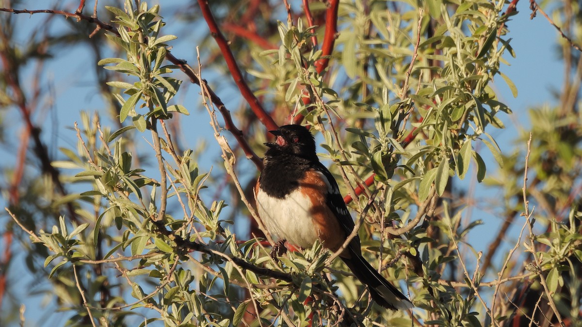 Spotted Towhee - Travis Young