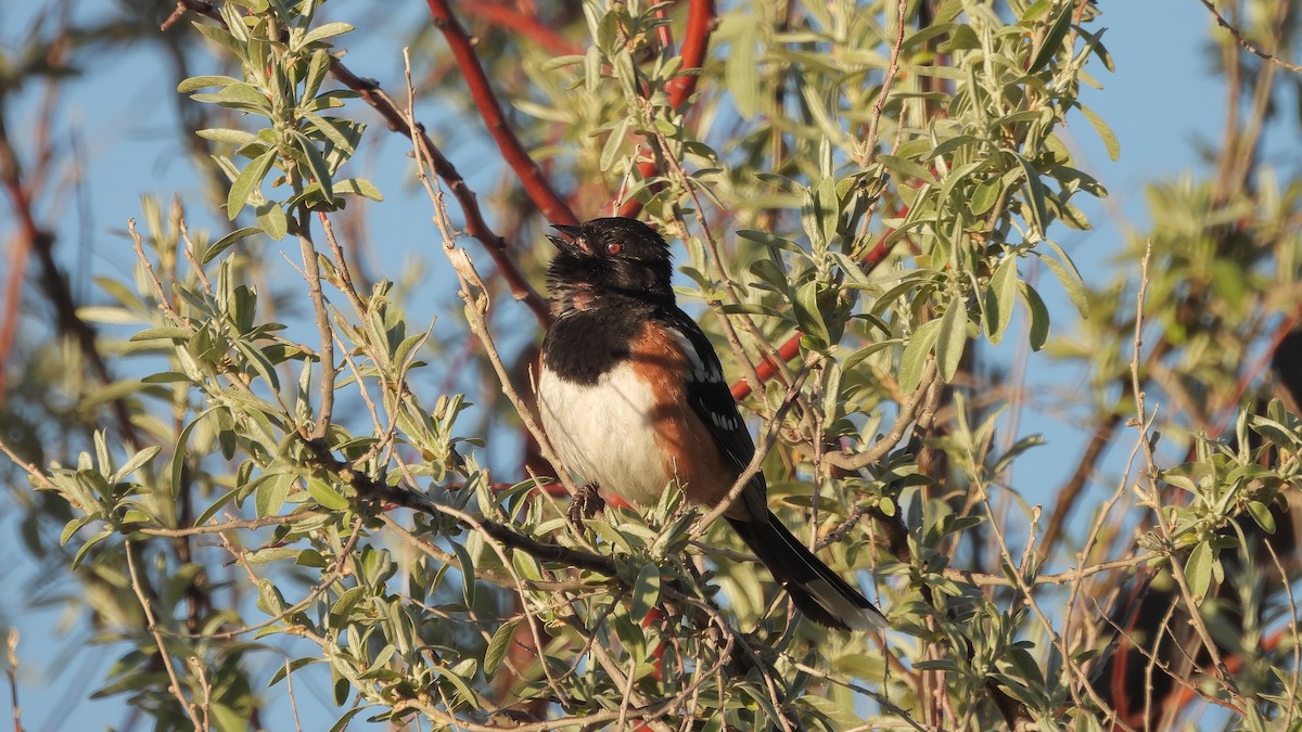 Spotted Towhee - Travis Young