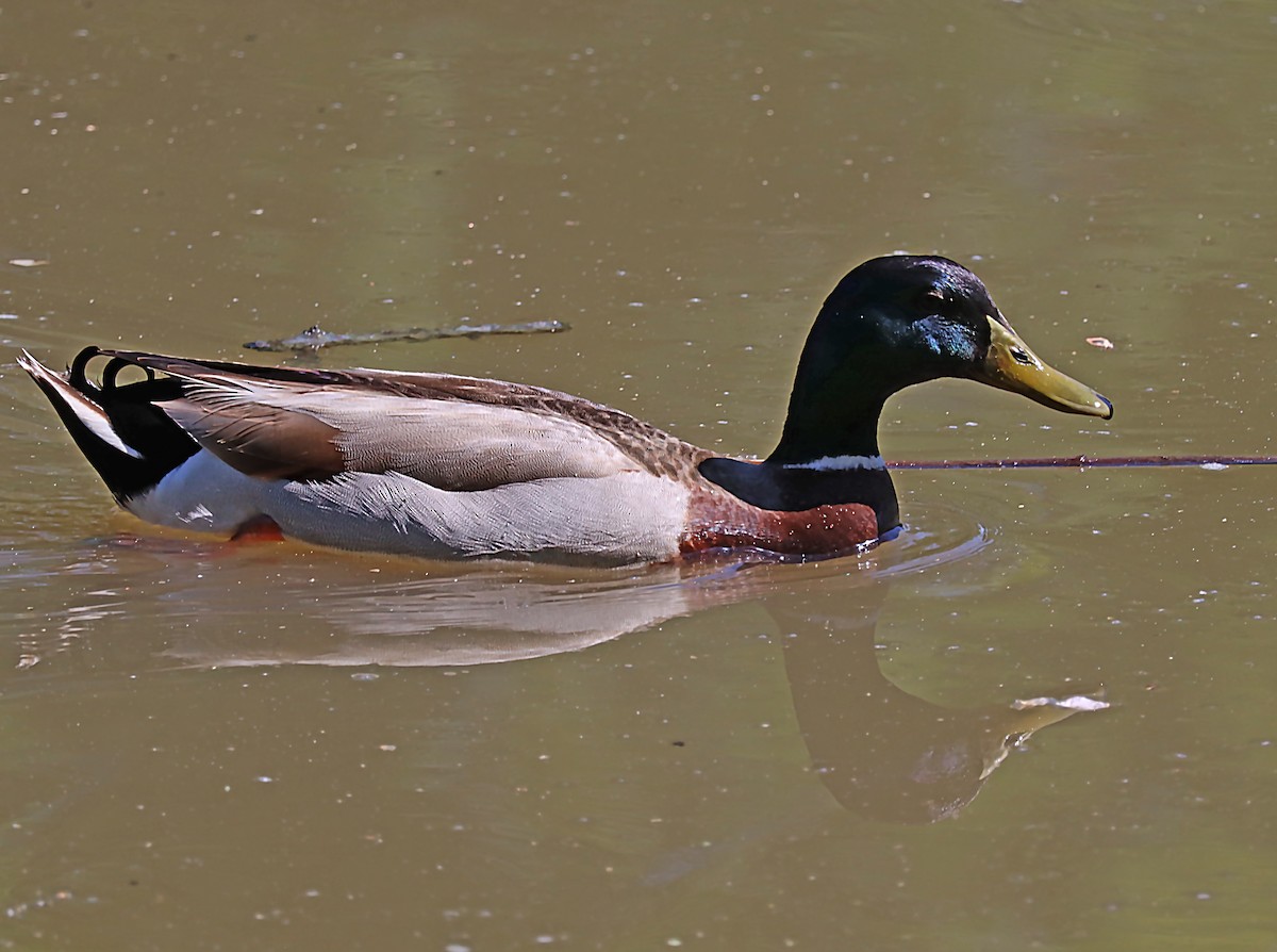 Mallard - Karen Skelton