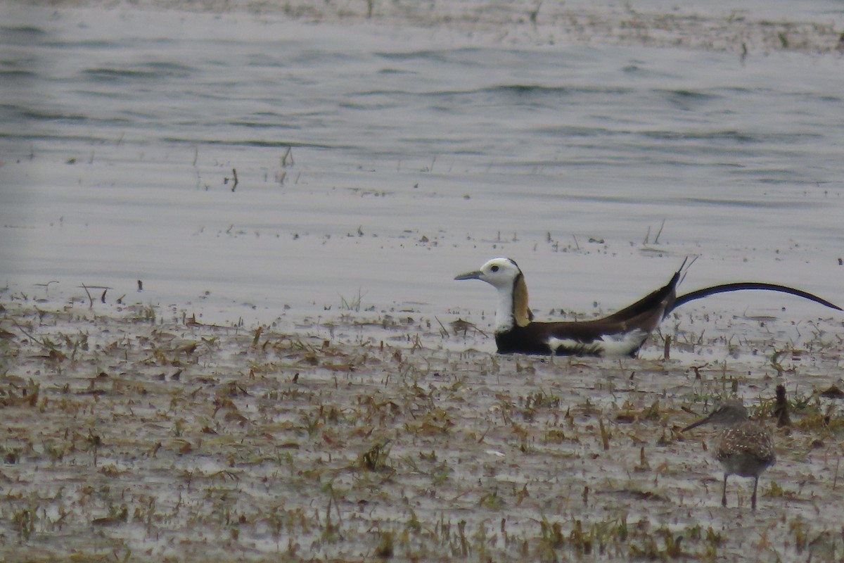 Pheasant-tailed Jacana - ML619528023