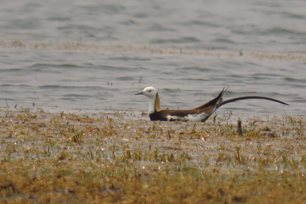 Pheasant-tailed Jacana - ML619528026