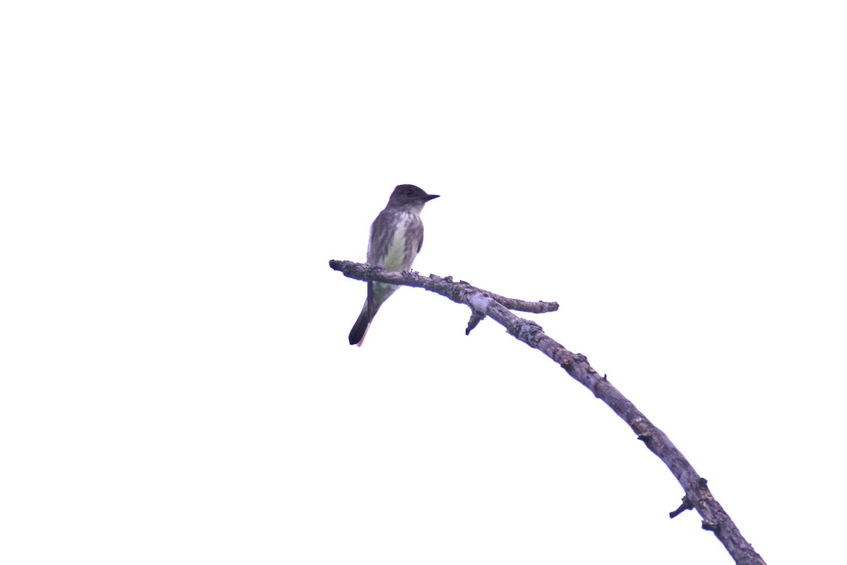 Olive-sided Flycatcher - Charlie Shields