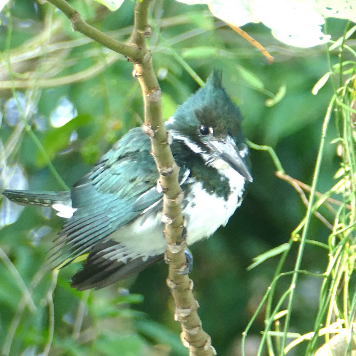 Amazon Kingfisher - Ulrike Schmölzer