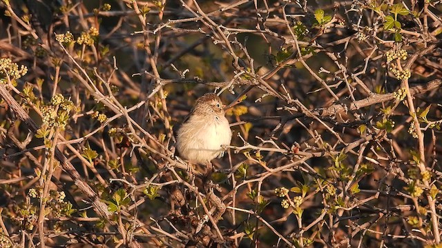 Brewer's Sparrow - ML619528037