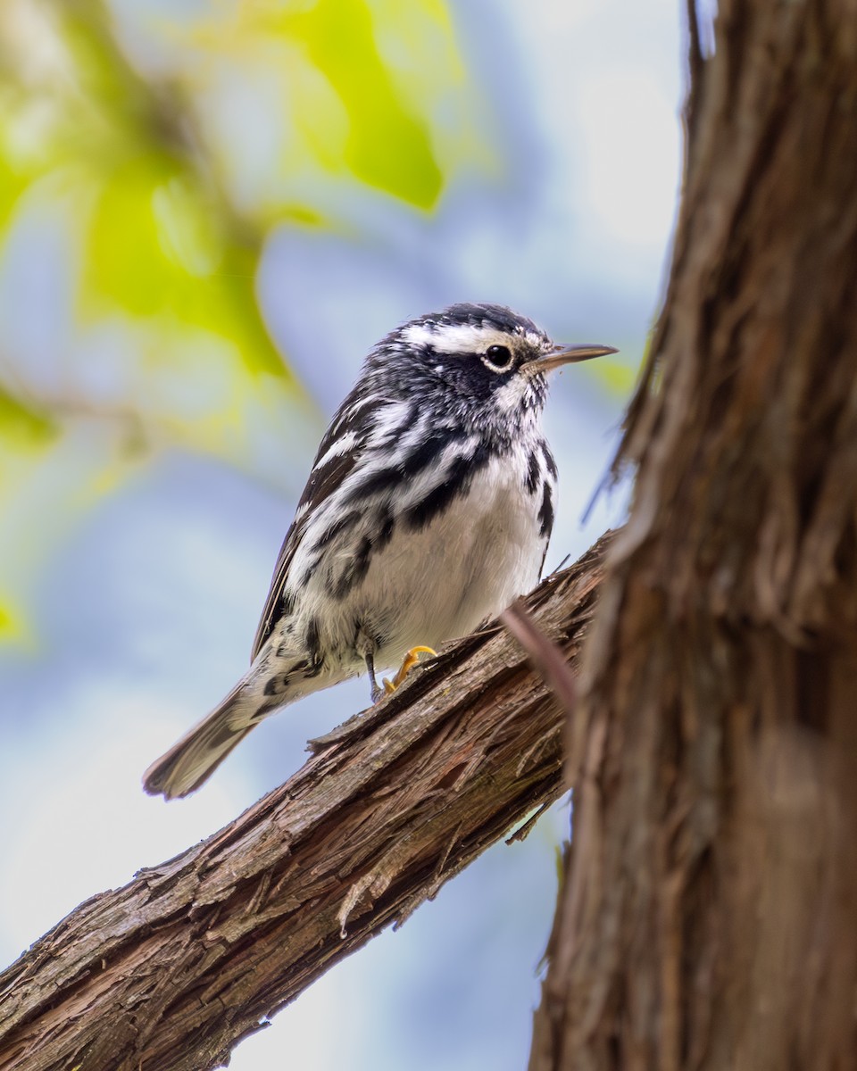 Black-and-white Warbler - Mark Sak