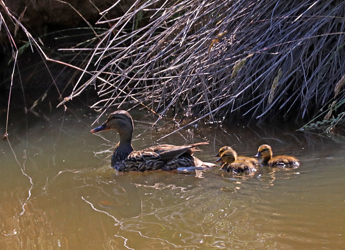 Mallard - Karen Skelton