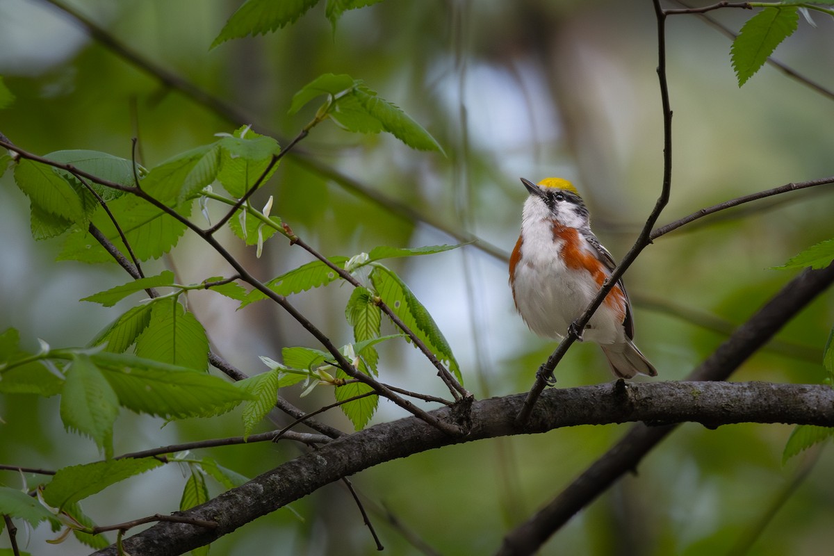 Chestnut-sided Warbler - Mark Sak