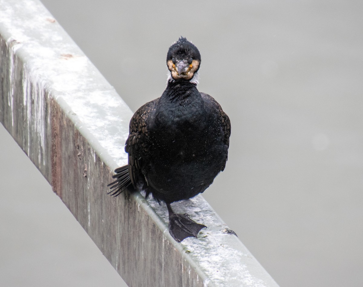 Great Cormorant - Mónica Thurman