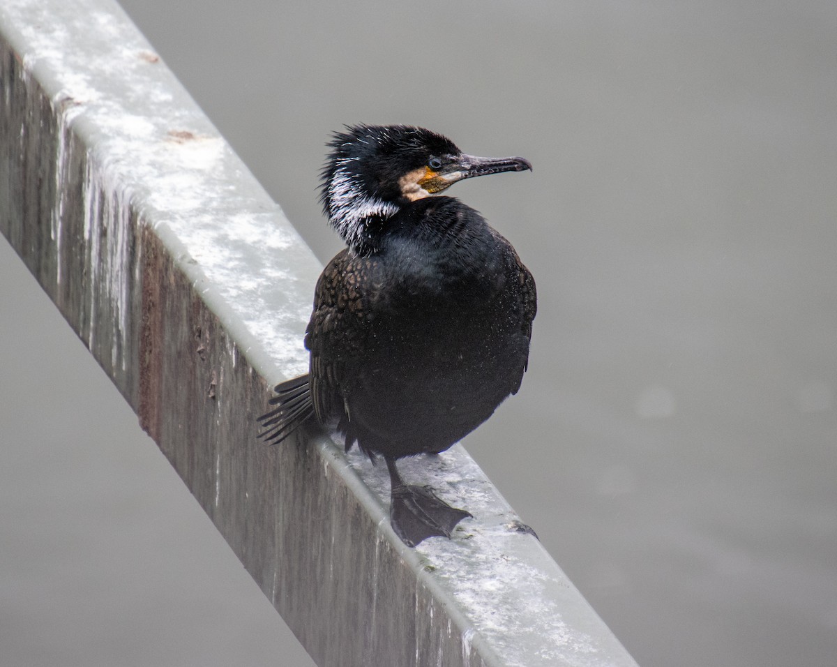 Great Cormorant - Mónica Thurman