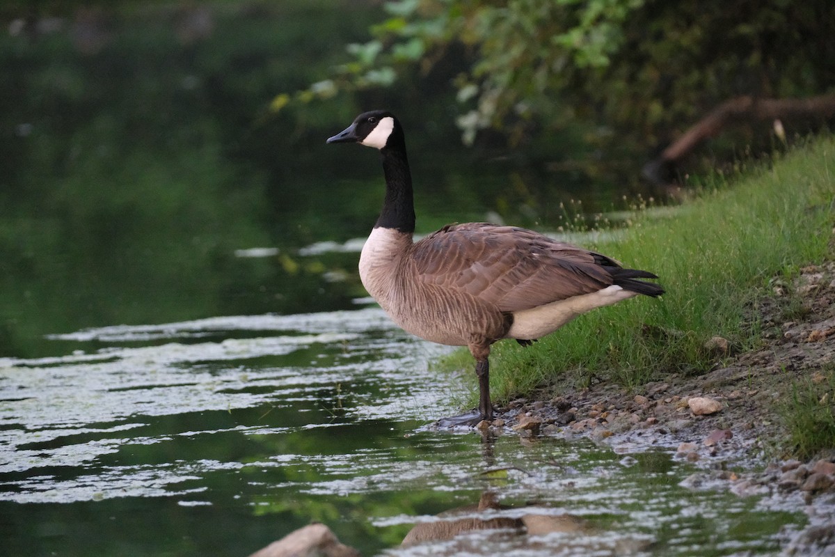 Canada Goose - Keagan Bailey