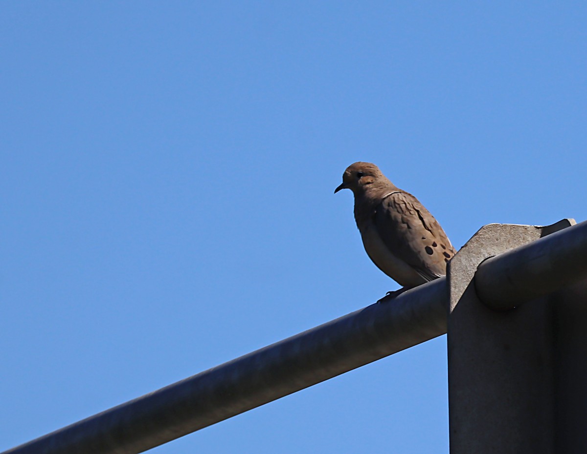 Mourning Dove - Karen Skelton