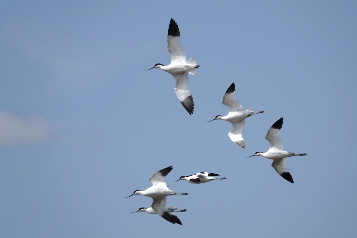 Pied Avocet - ML619528055