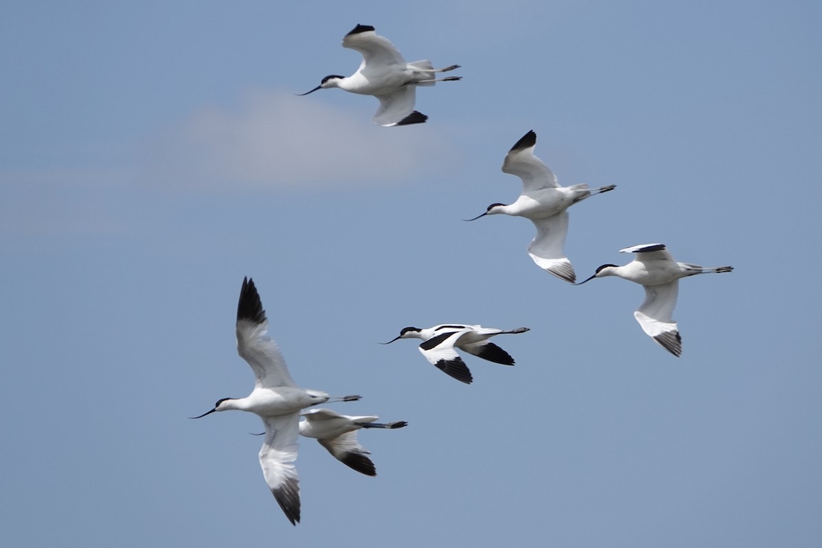 Pied Avocet - David Oulsnam