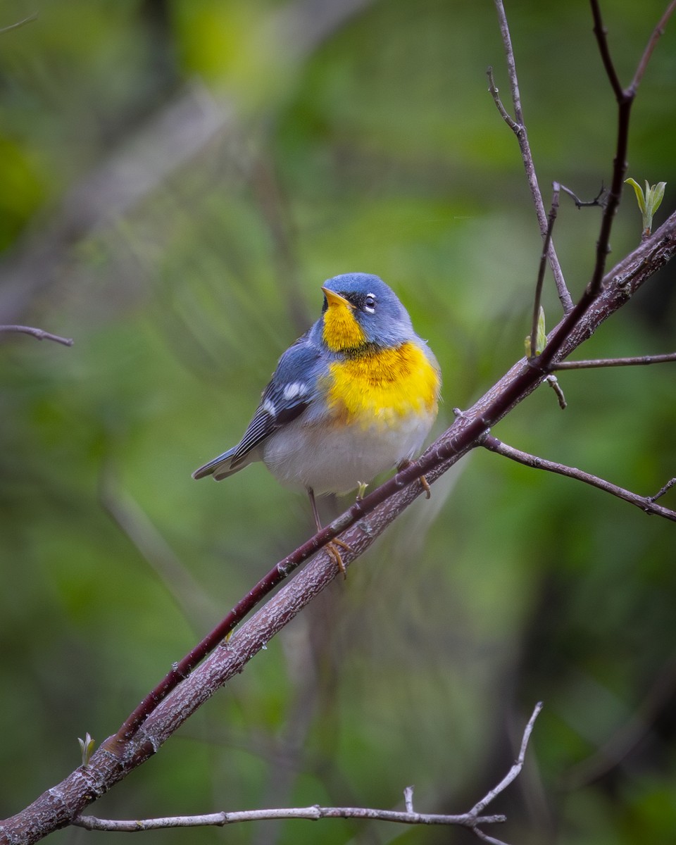 Northern Parula - Mark Sak