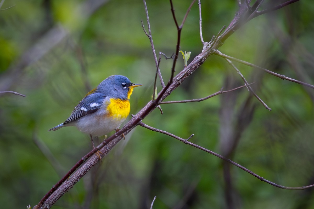 Northern Parula - Mark Sak