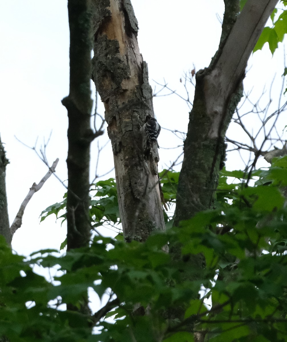 Downy Woodpecker - Keagan Bailey