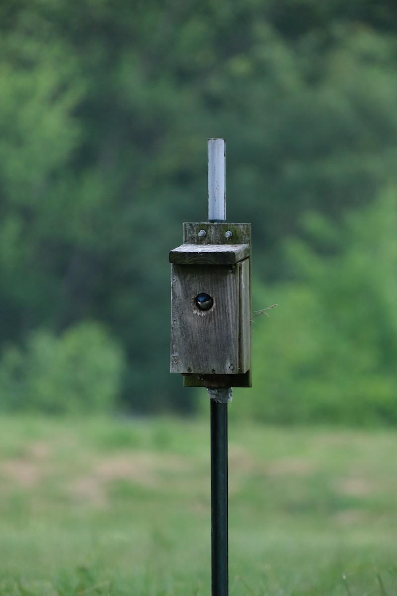 Tree Swallow - Keagan Bailey