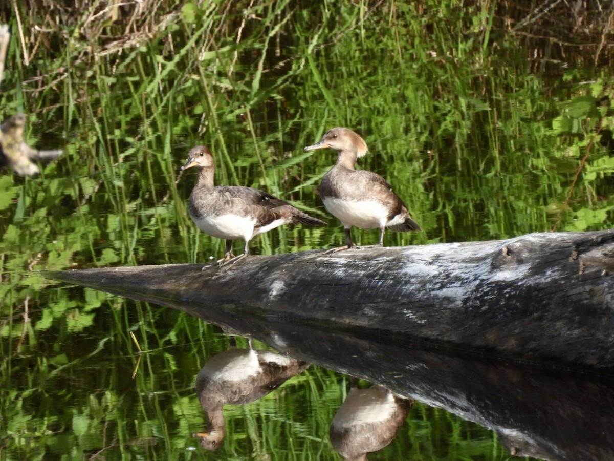 Hooded Merganser - Susan Lamberts