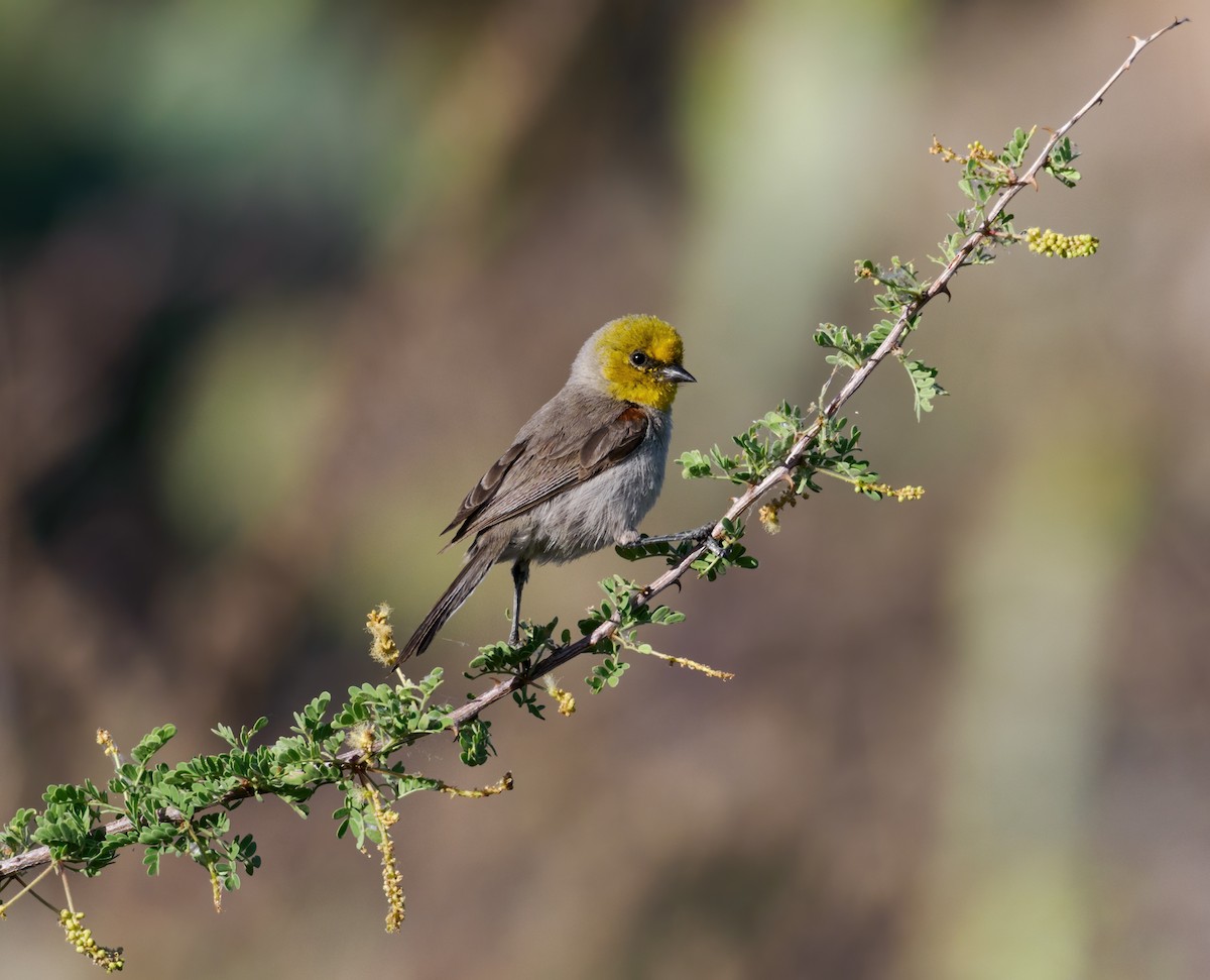 Verdin - Nick Athanas