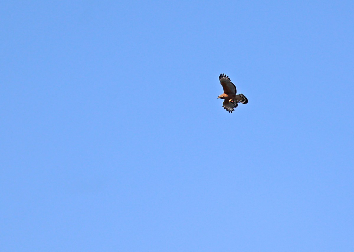 Red-shouldered Hawk - Karen Skelton