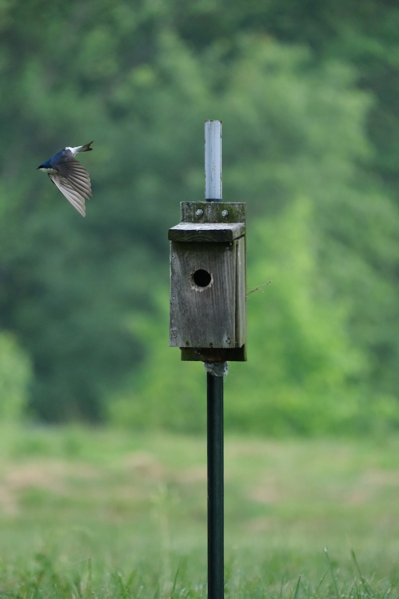 Tree Swallow - Keagan Bailey