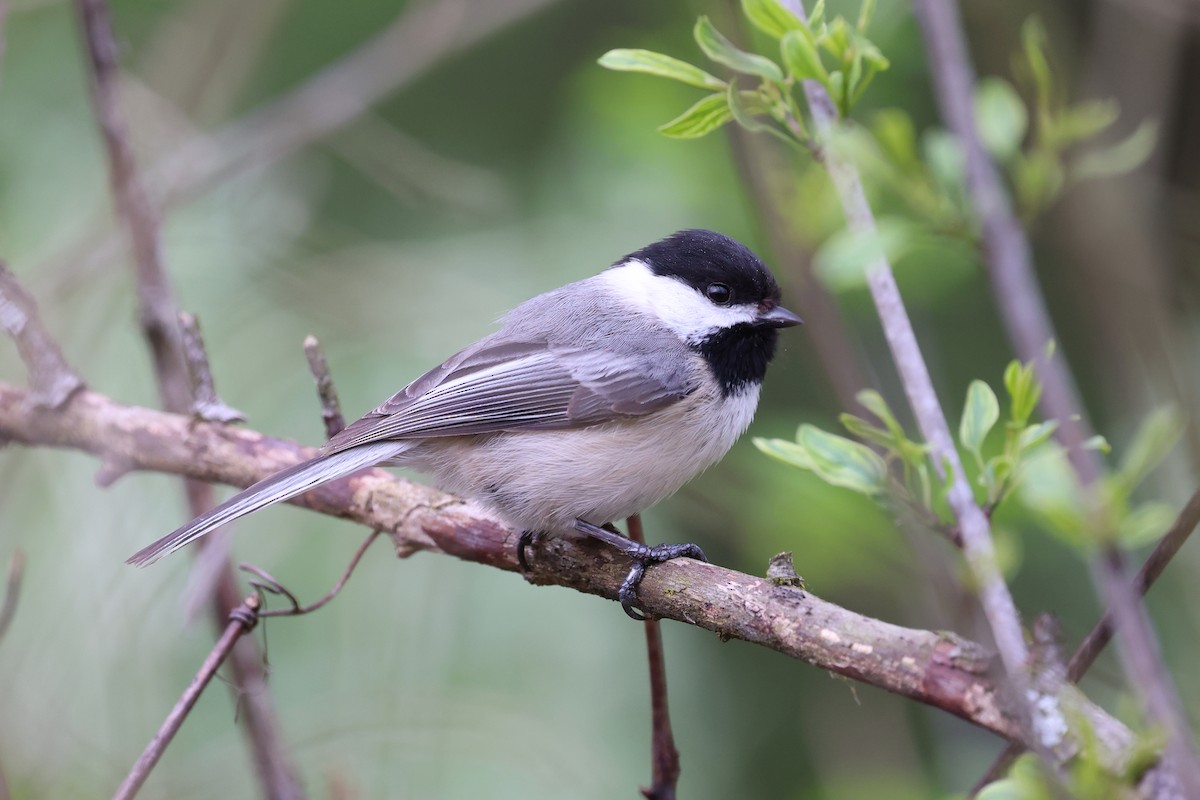 Black-capped Chickadee - Mark Sak