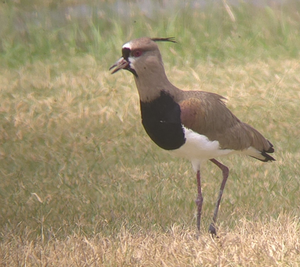 Southern Lapwing - ML619528082