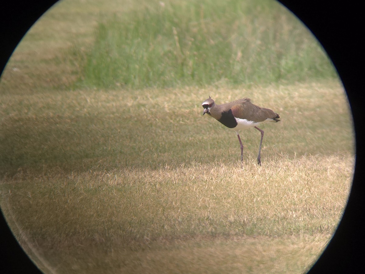 čejka jihoamerická - ML619528083