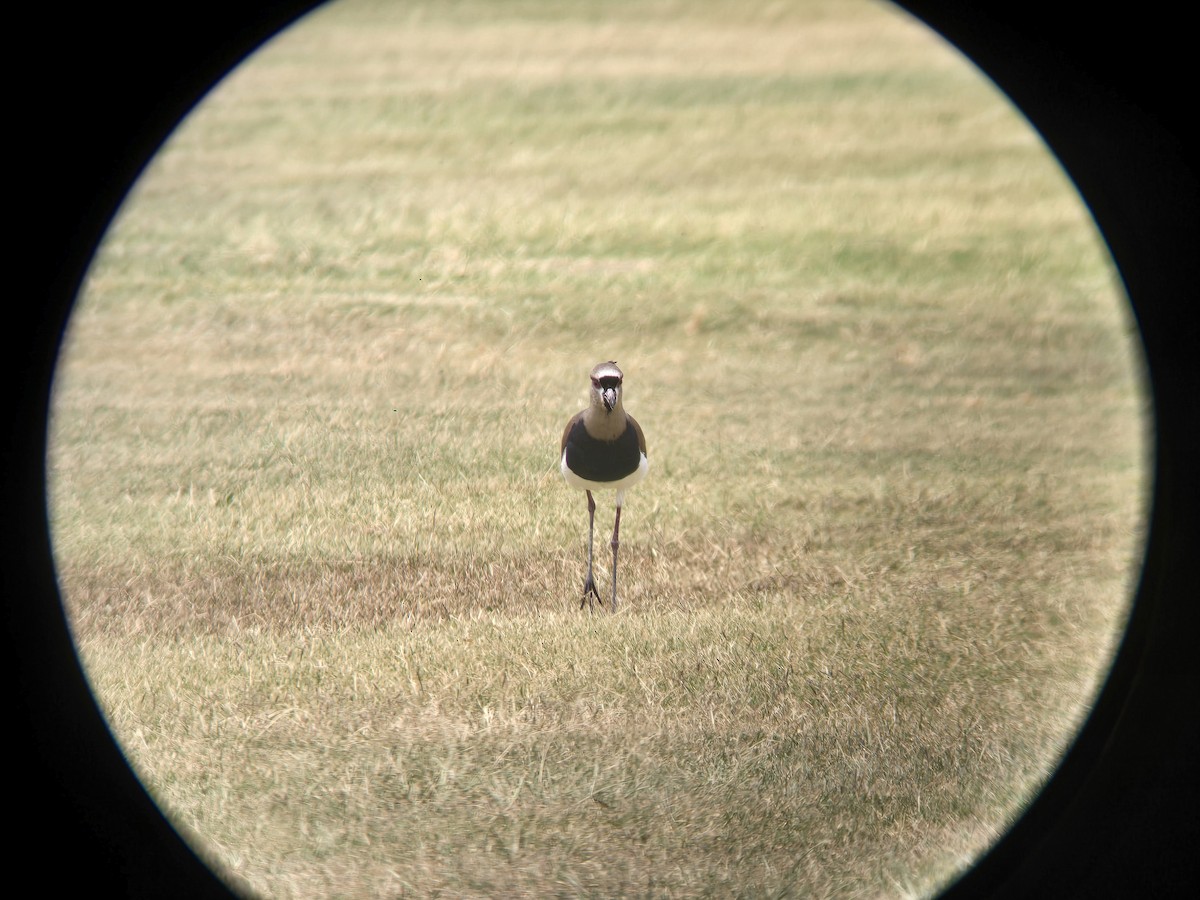 Southern Lapwing - Cameron G Johnson