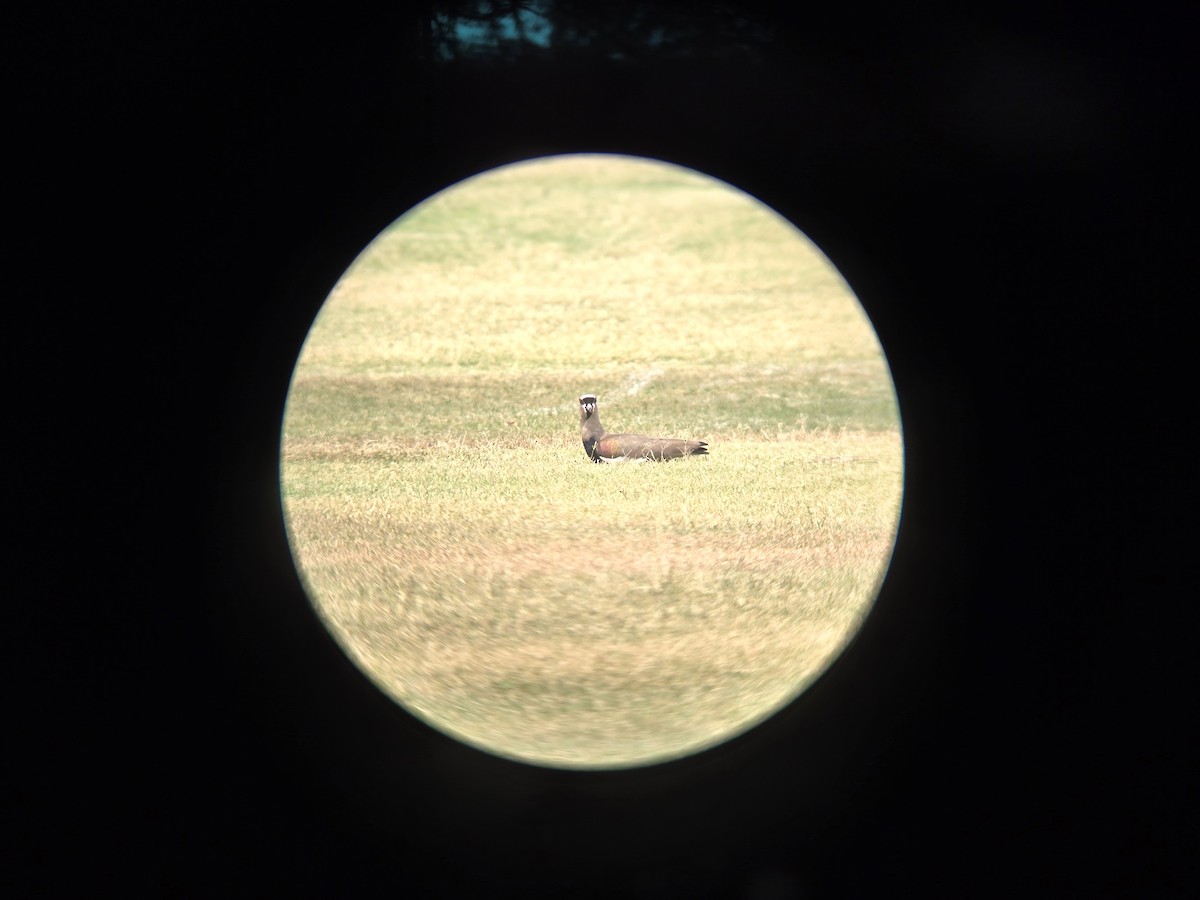 čejka jihoamerická - ML619528085