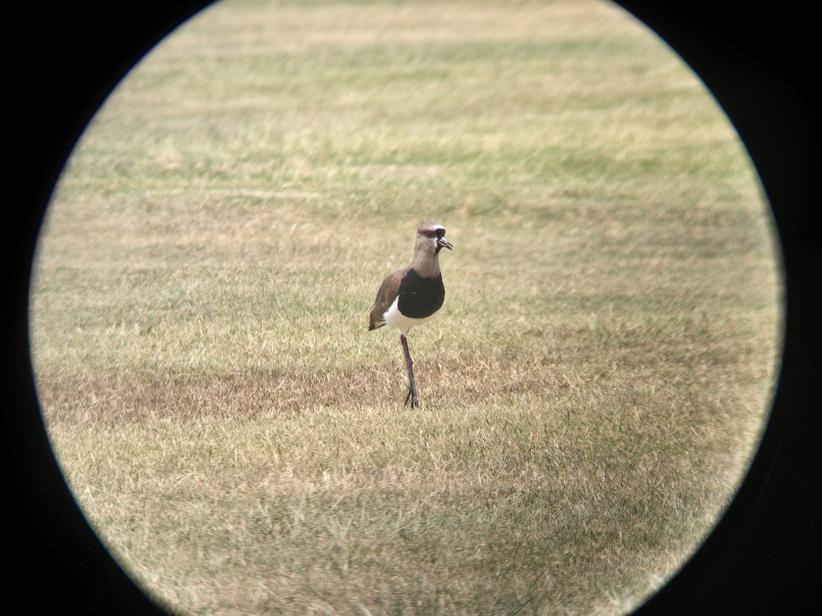 čejka jihoamerická - ML619528086