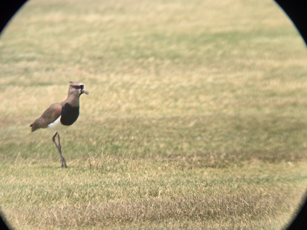 čejka jihoamerická - ML619528087