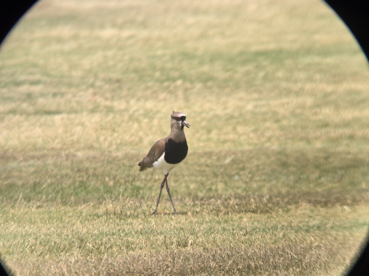 Southern Lapwing - Cameron G Johnson