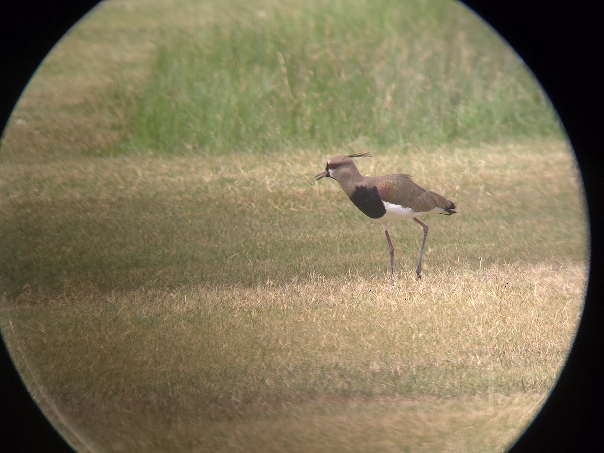 čejka jihoamerická - ML619528089