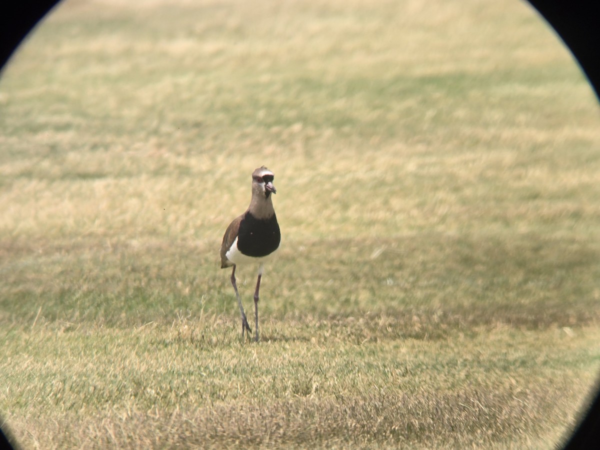 čejka jihoamerická - ML619528090