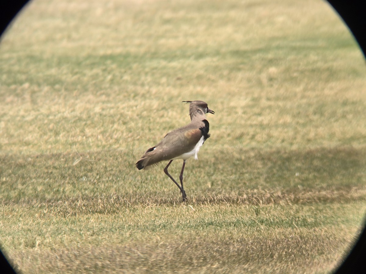 čejka jihoamerická - ML619528091