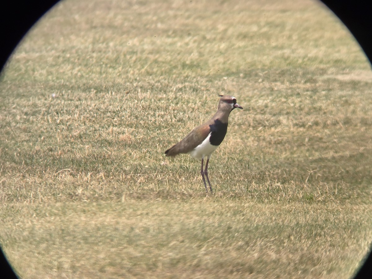 Southern Lapwing - Cameron G Johnson