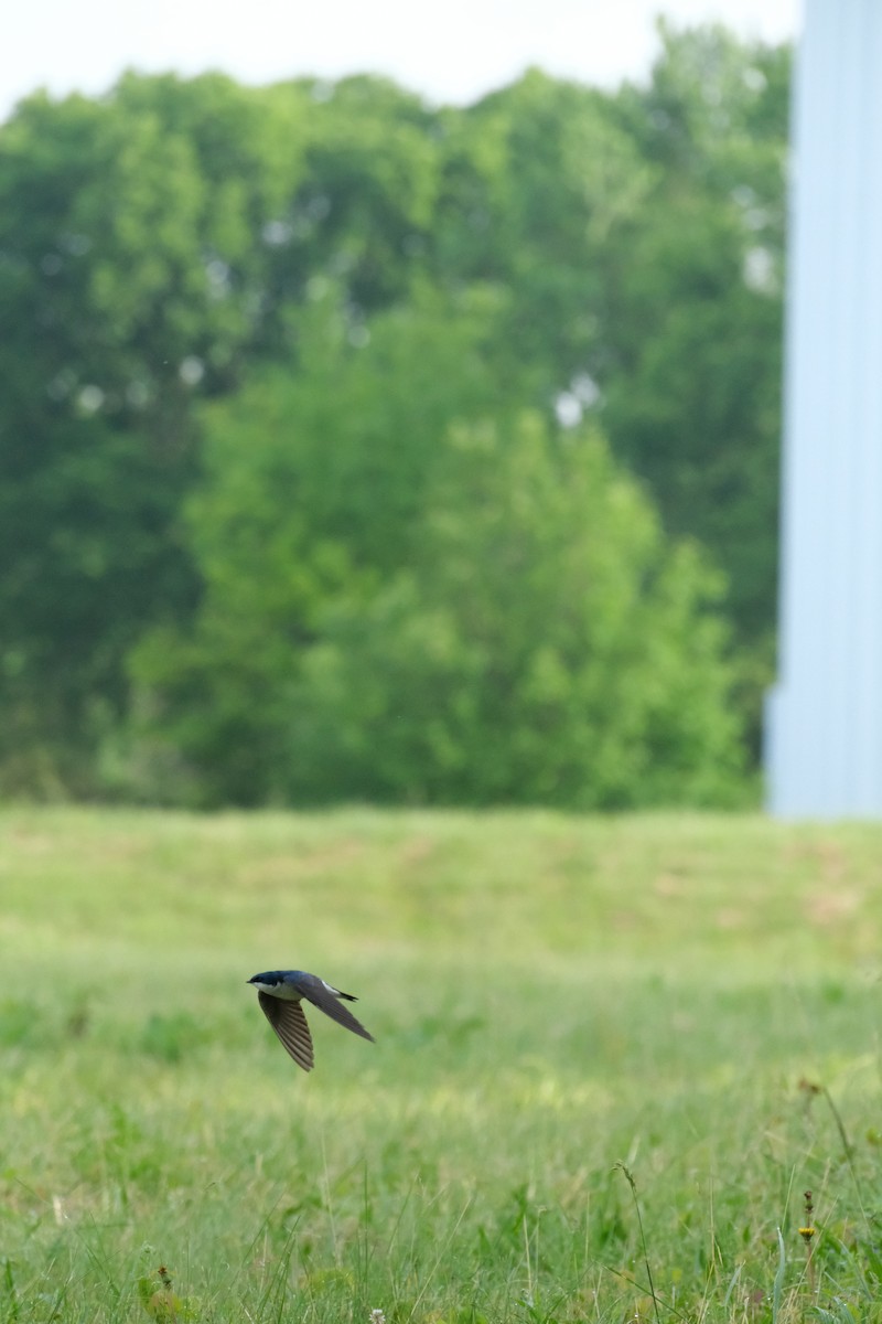 Tree Swallow - Keagan Bailey