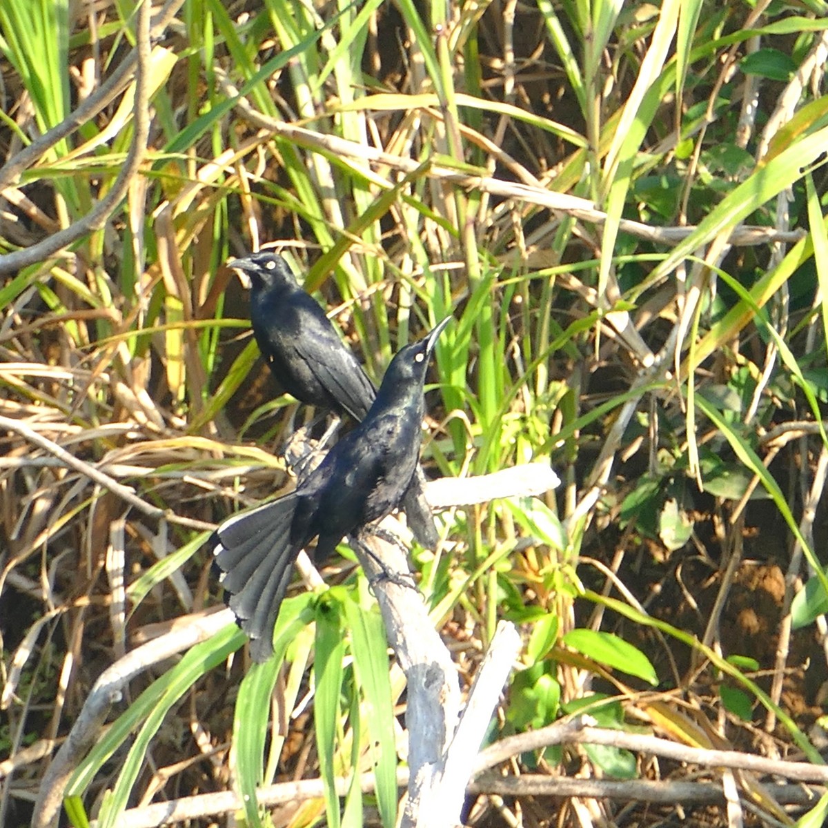 Nicaraguan Grackle - ML619528097