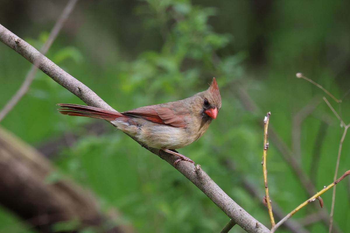 Northern Cardinal - Mark Sak