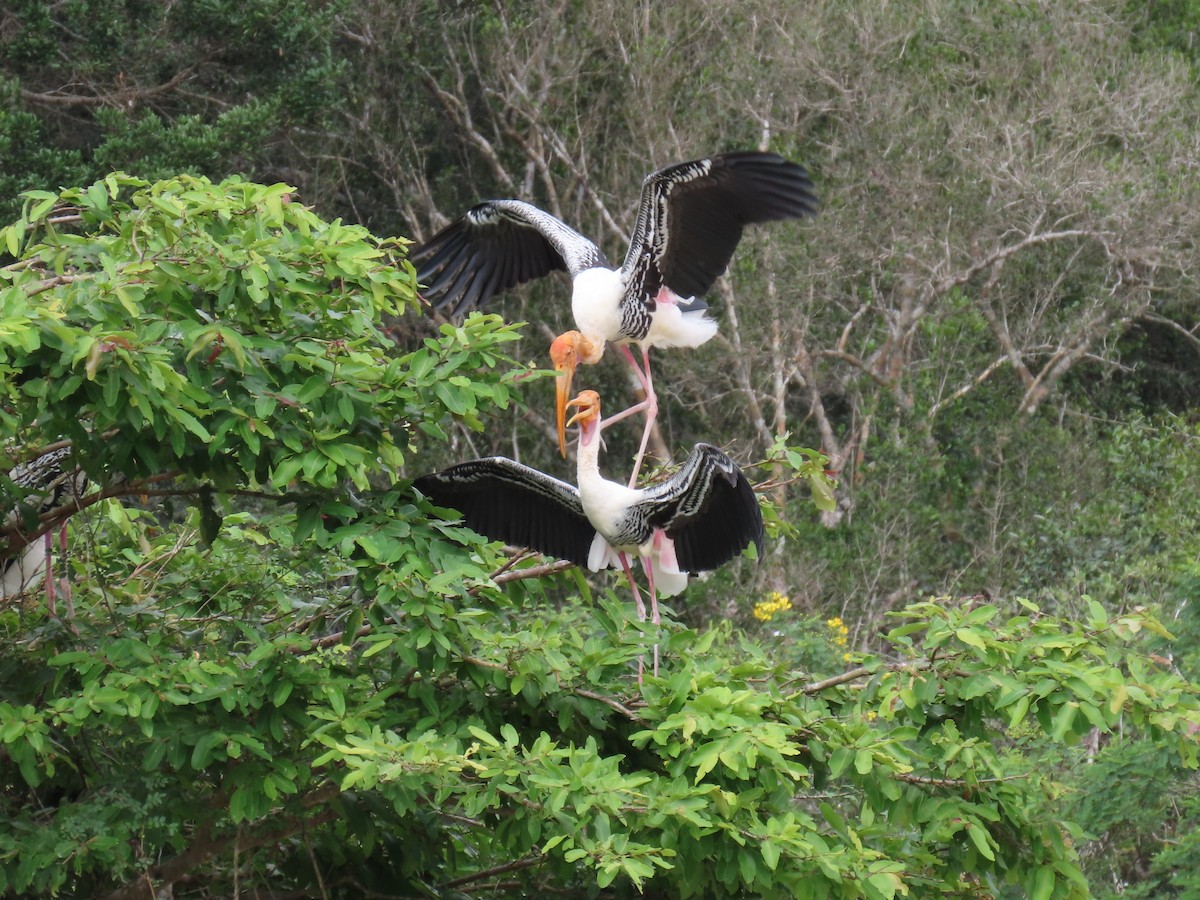 Painted Stork - Bosco Chan