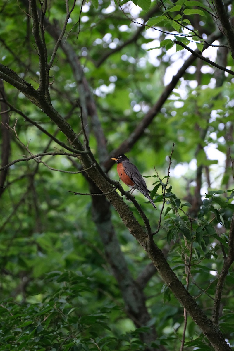 American Robin - Keagan Bailey