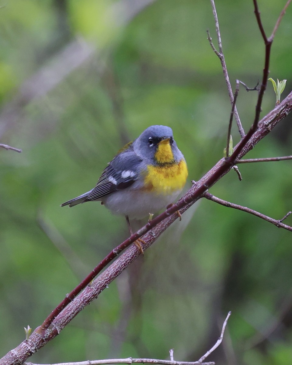 Northern Parula - Mark Sak