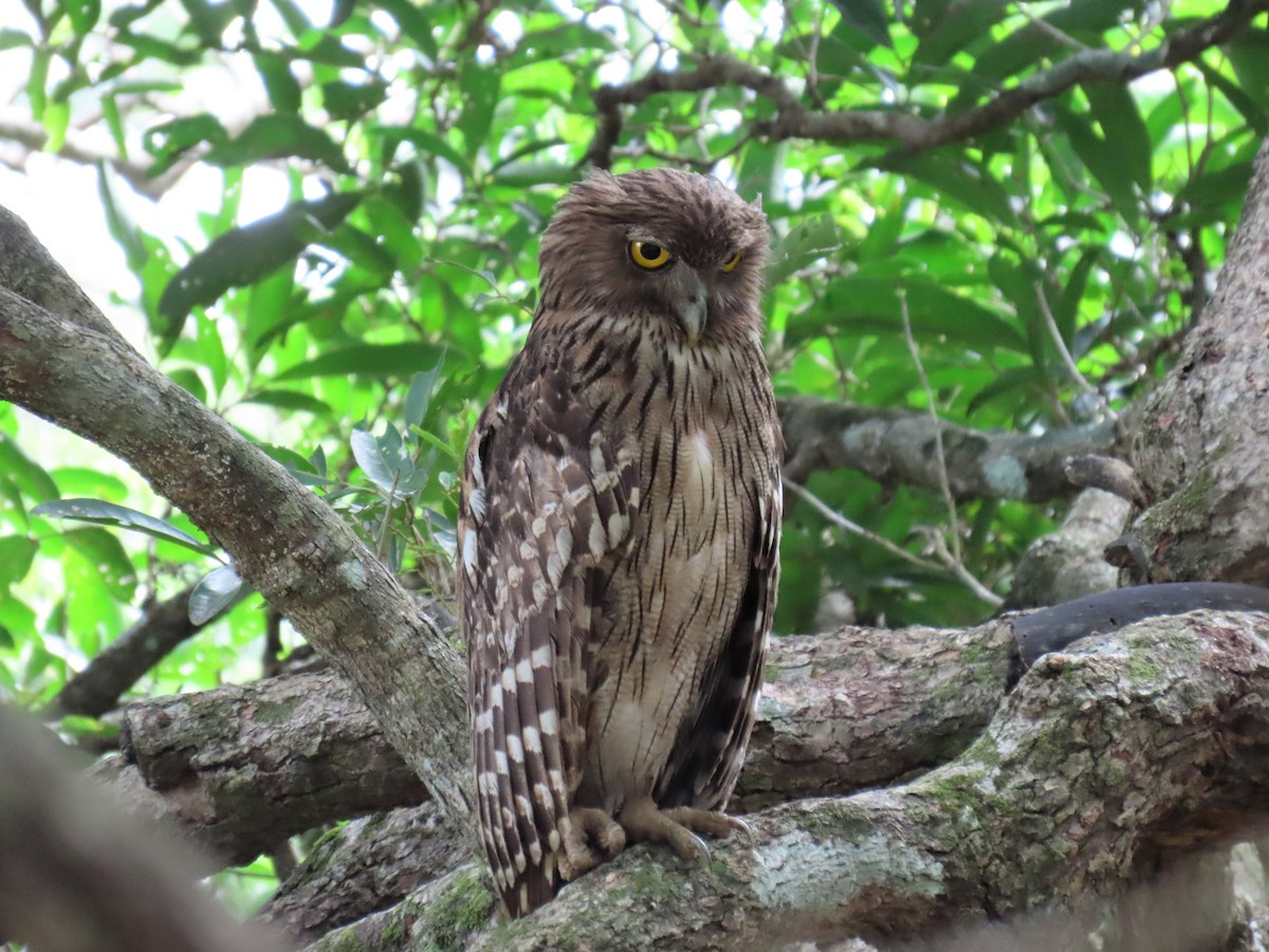 Brown Fish-Owl - Bosco Chan