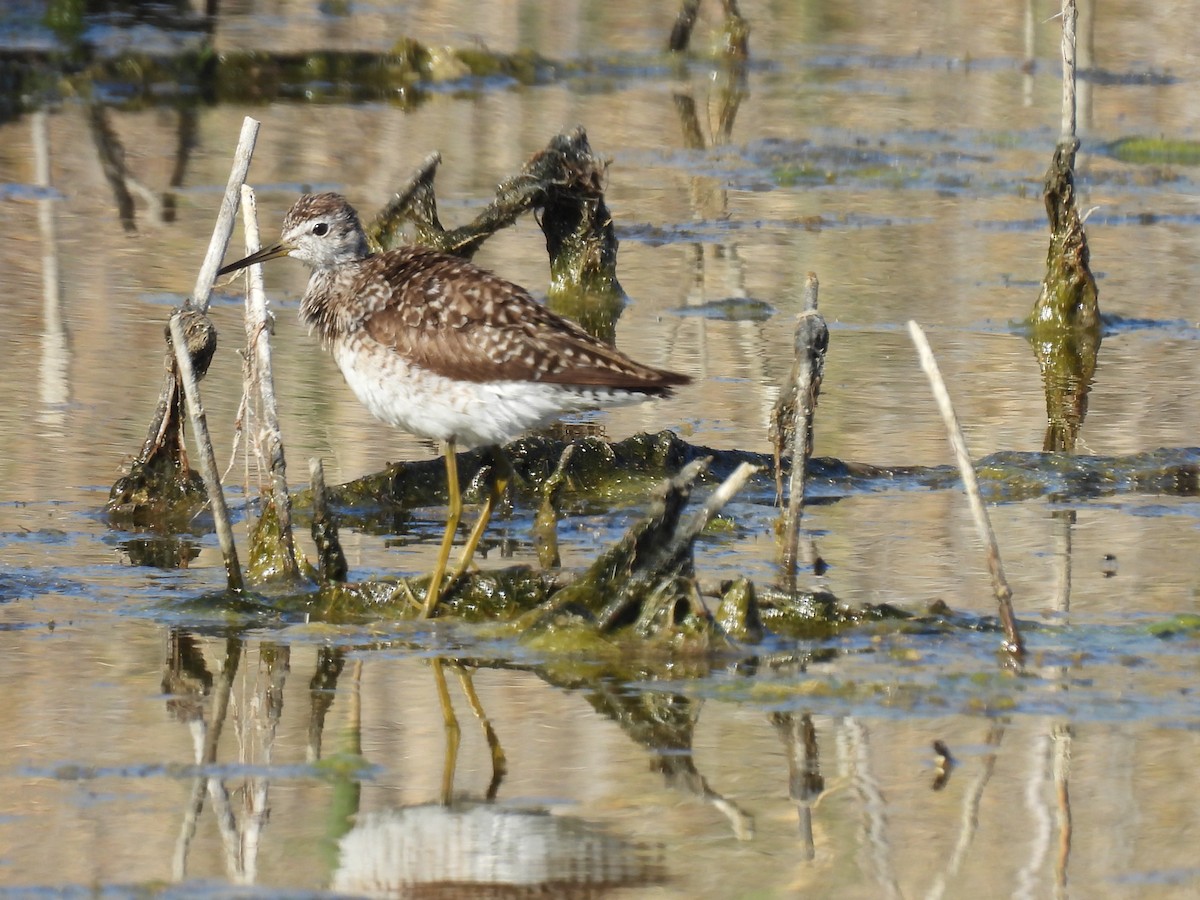 Wood Sandpiper - George Watola