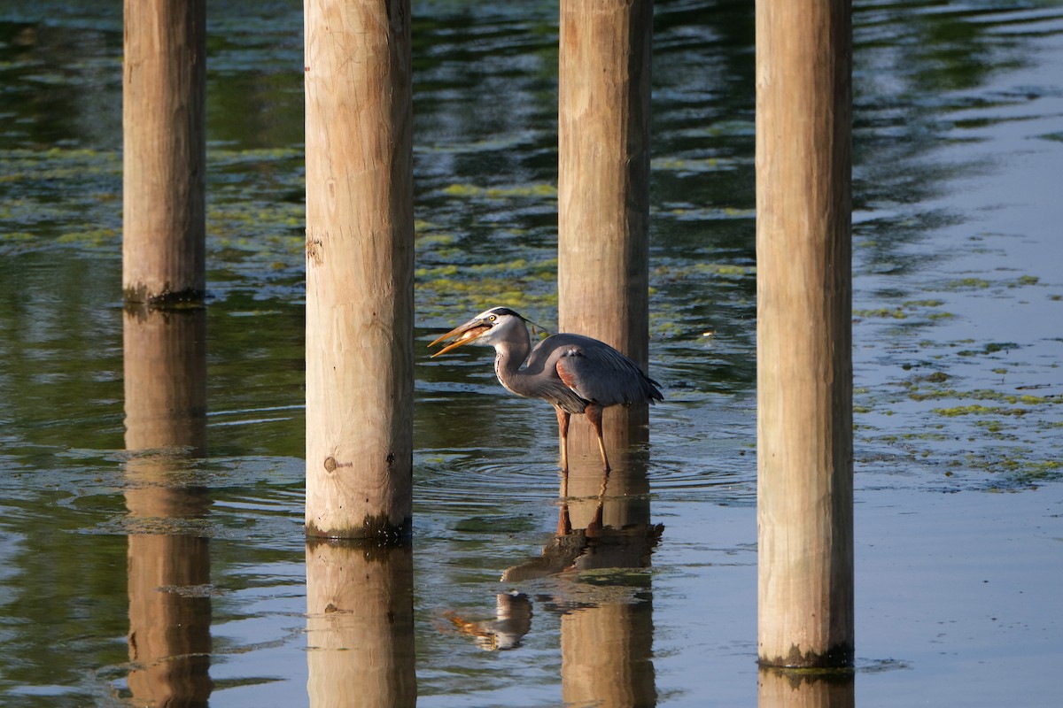 Great Blue Heron - Steve Wagner