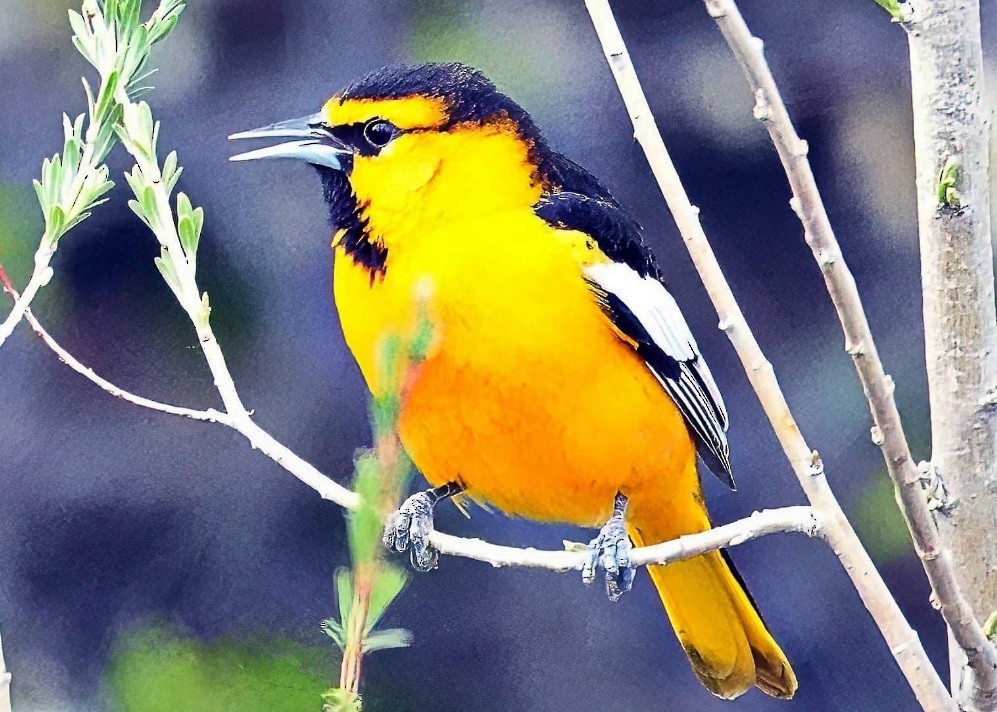 Bullock's Oriole - Jim Ward