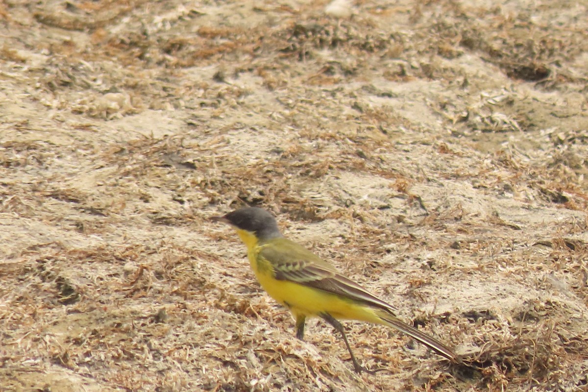 Western Yellow Wagtail - ML619528112